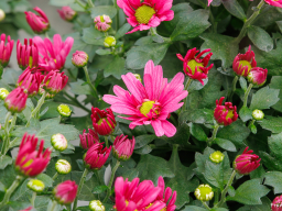 2026 10 17 gediflora-53